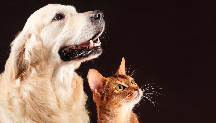 Display of emotions in cats and dogs