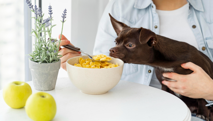 Do dogs love humans for getting food?